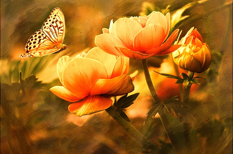 day, outdoors, beauty in nature, near, nature, 1080P, botany, image editing, vulnerability, plant stem, growth, flowering plant, orange color, butterfly