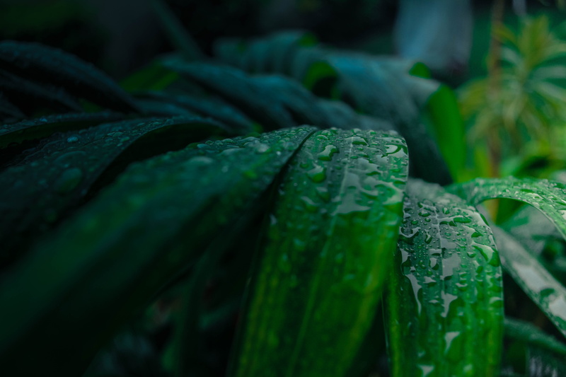nature addit, photography, focused, raindrop, 5K, karachi, water, green color, calm.tones, shots, focus on foreground, healthy eating, dew, waterdrops