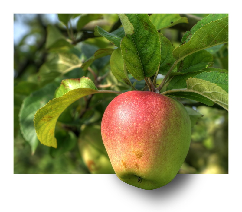 auto post production filter, ebv, organic, close-up, food, apple, food and drink, ripe, no people, agriculture, dieting, hdr, wellbeing, leaf, nature, out of the frame