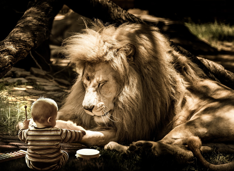 togetherness, mowgli, relaxation, musician, animals in the wild, image editing, music, concerns, sit, lion, looking, fall asleep, nature, happy, volume