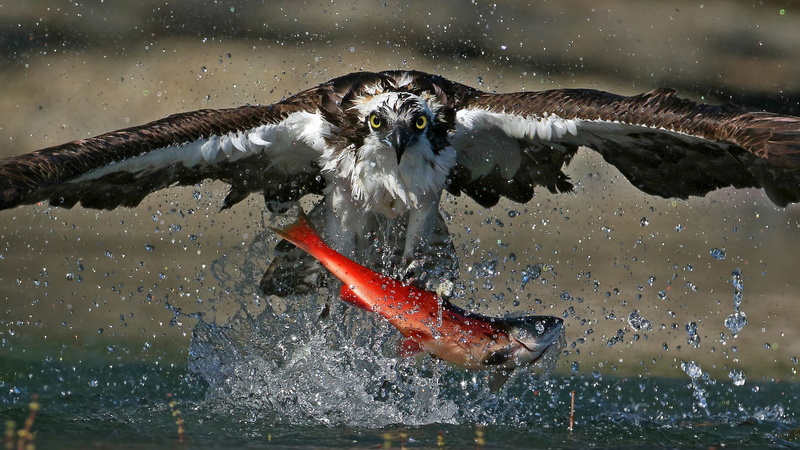 splash, death, salmon, sockeye salmon, river hawk, Northern Pacific Ocean, fish hawk, wildlife, sea hawk, blueback salmon, osprey, food, figh eagle, fish