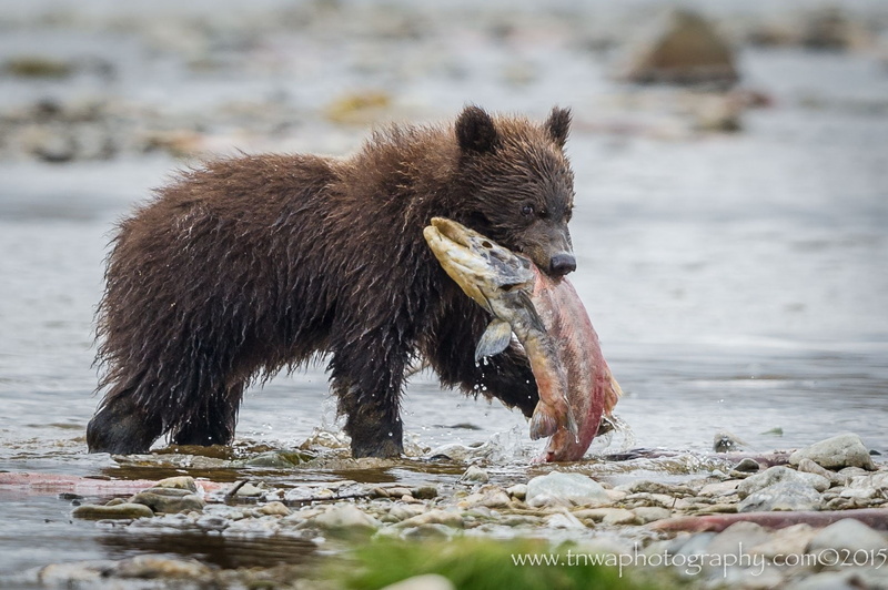 animals, 720P, nature, bears, photography, salmon
