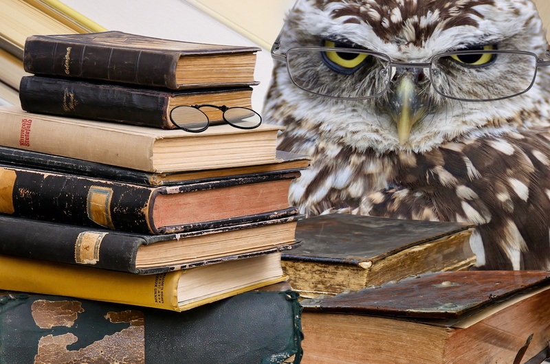 education, stack, textbook, 4K, composing, brown, owl, bill, glasses, animals in the wild, one animal, eagle, plumage, beside, portrait, studying, close-up