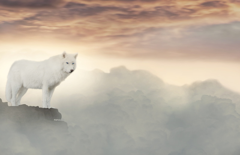 rest, nature, top, animal wildlife, guard, cloud - sky, lonely, wolf, mammal, animal themes, lighting, quiet, emotion, clouds, vertebrate, pets, fog, no people