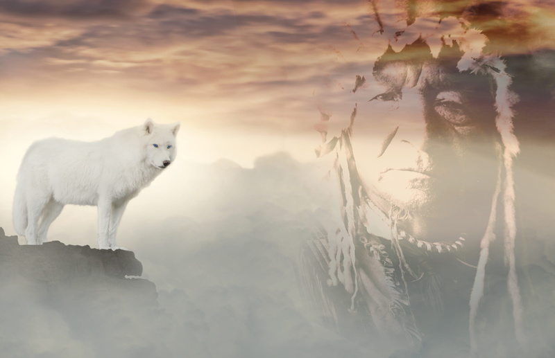 day, pets, mood, animal wildlife, plant, fur, beauty in nature, domestic animals, fog, 5K, quiet, indians, domestic, no people, animal, dream, sioux, one animal