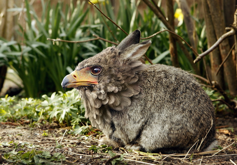 gm, rabbit ears, one animal, photo manipulation, bird of prey, species, bunny, field, vertebrate, close, photo, day, animal wildlife, bird, bill, fantasy creatures