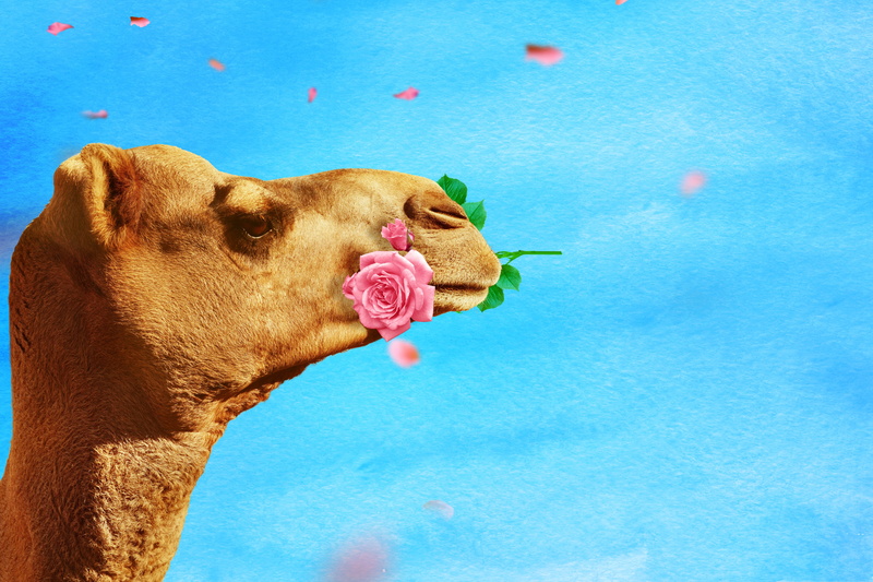 animal portrait, mouth open, image manipulation, texture, camel, outdoors, funny, no people, domestic animals, mouth, animal, vertebrate, pool, rose, one animal