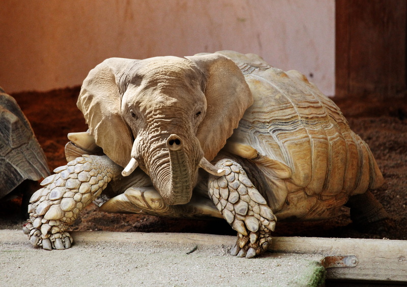 zoo, image editing, tiermix, panzer, close-up, photo montage, wilderness, focus on foreground, mammal, outdoors, animal wildlife, animals in the wild, ears