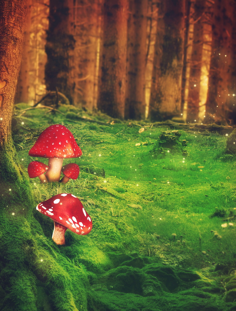 mushrooms, lighting, glowworm, greeting card, landscape, close-up, tree, outdoors, mushroom, tranquility, forest, meadow, red, fantasy, food, green color