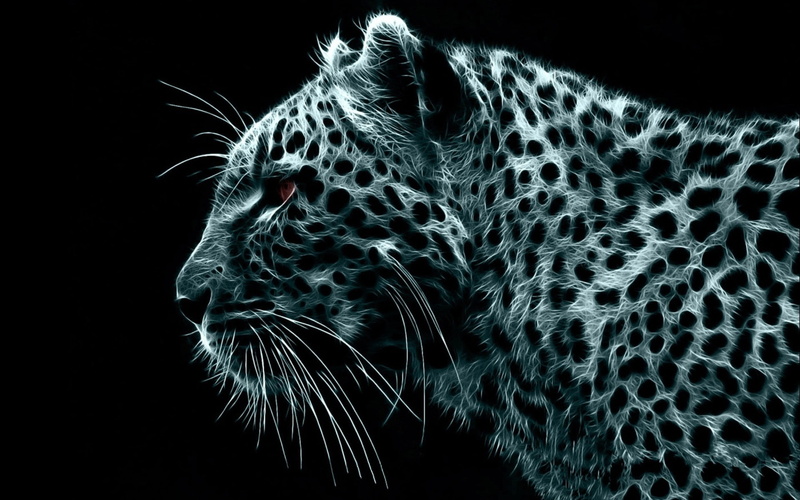 crazy, 1080P, leopard
