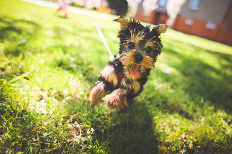 field, dogs, playful, yorkshire, fun, day, terrier, mammal, animals, jessie, crazy, happiness, grass, puppy, purebred Dog, park - Man Made Space, domestic Animals