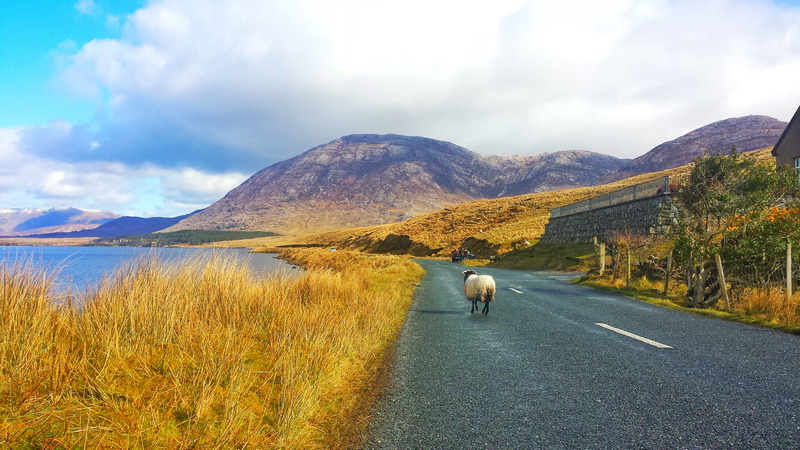 green, mountain, quiet, tranquil scene, goat, urban, travel, plant, mato, scenics - nature, mountaineering, forest, cloud - sky, scenics, road, europe