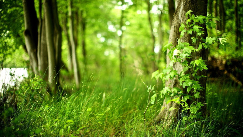 nature, land, scene, agriculture, tranquility, rural, plant, outdoors, tranquil, lawn, meadow, color, grass, branch, selective focus, spring, summer, texture