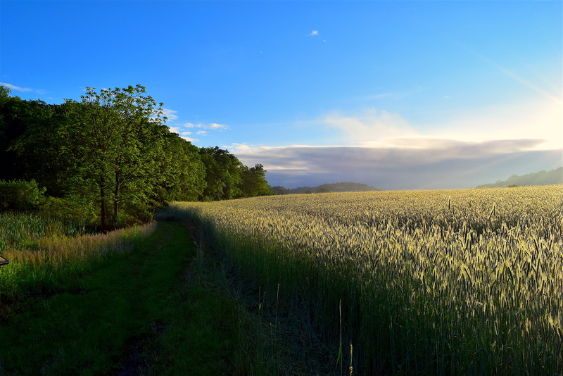 color, tranquil Scene, scenic, flora, summer, bloom, cloud - Sky, green Color, sky, bright, environment, spring, crop, clouds, non-Urban Scene, sunny, light