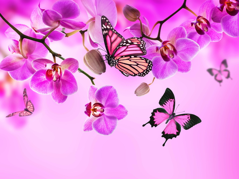 butterfly, flowers, orchid, 4K, butterflies, black, pink, color