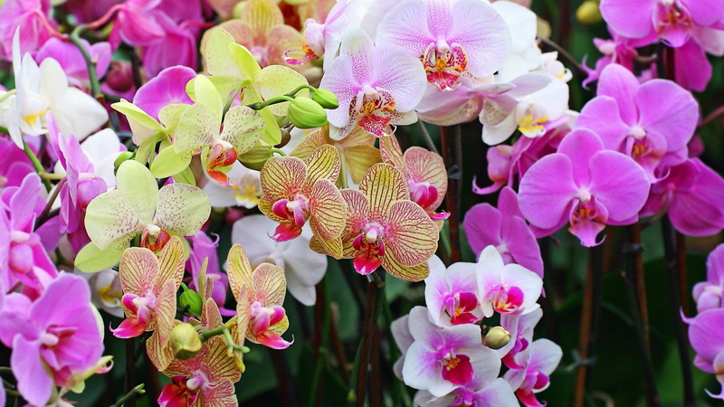 pink, garden, 1080P, orchid, 1920x1080, flowers, flower, illustration