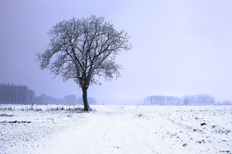 landscape, photography, forest, edit, scape, toolkit, image, black, photoshop  elements, remix, single, frost, white, lenny, winter, creative  commons