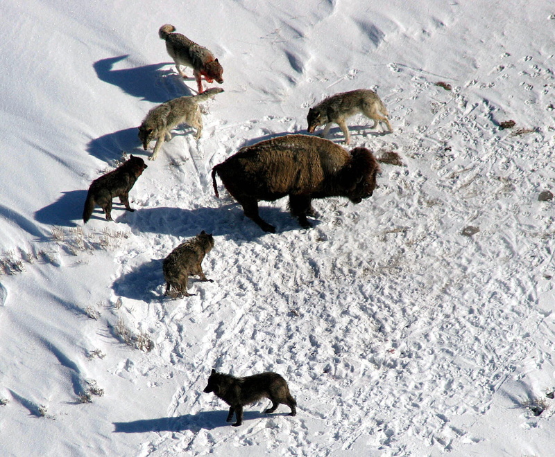 high angle view, day, hunting, outside, pack, animal themes, winter, mammal, wyoming, canine, snowcapped mountain, cold temperature, wolves, country, wildlife