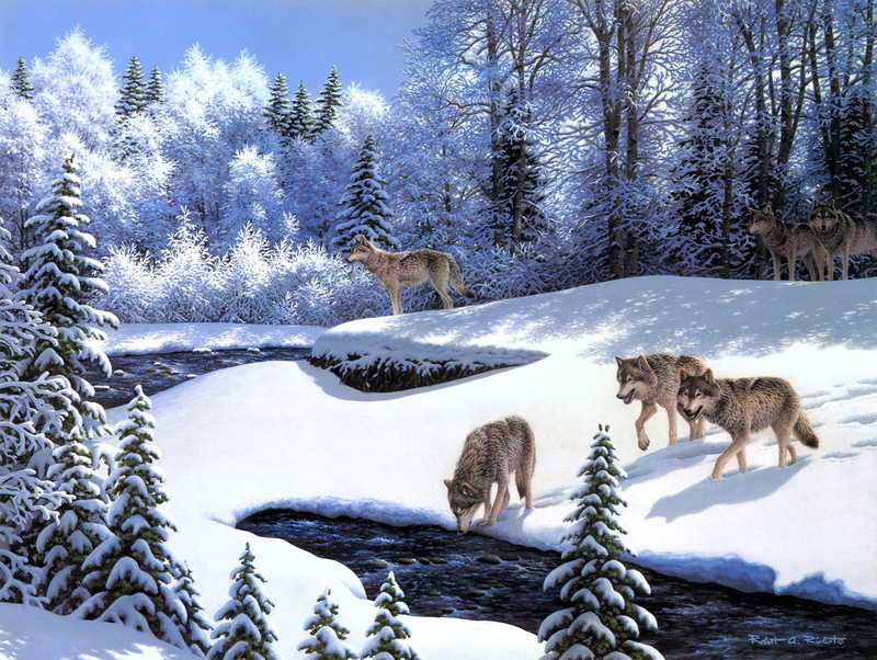 pine tree, canine, ice, wilderness Area, group of animals, cold - Temperature, On the Prowl, fur, outdoors, wildlife, pack, animals, frost, wolf pack, no people