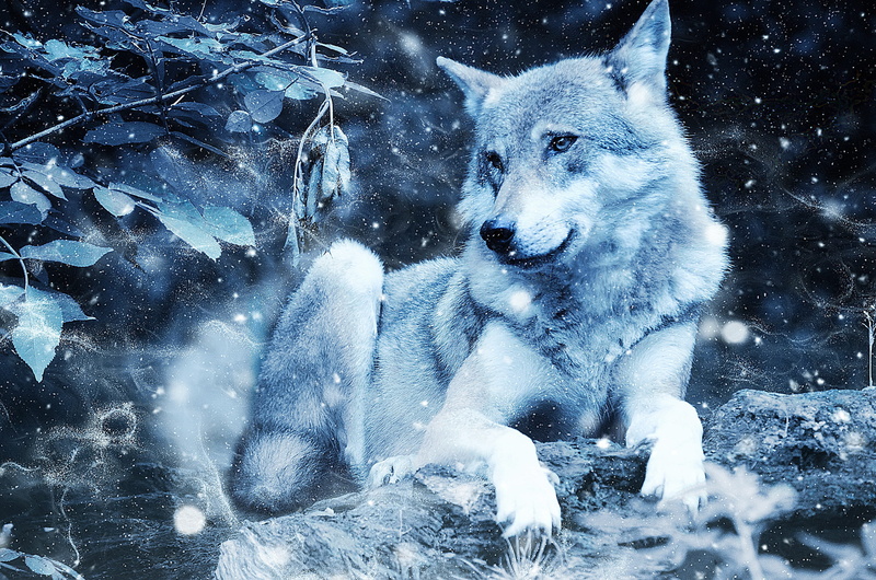 animals hunting, page, scrapbook, ornament, animal, no people, paper, decoration, winter, photo, design, extreme weather, vertebrate, snowing, outdoors