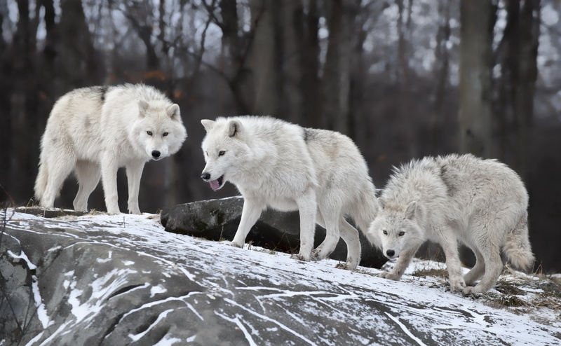 land, animal, Animals, outdoors, nature, no people, white wolves, 4K, animal wildlife, vertebrate, Wild, snow, forest, white, animal themes, white wolf