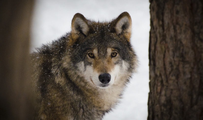 vertebrate, winter, predators, animal, day, snow, animal head, brown, animal themes, wolf, animals in the wild, mammal, meat eaters, trunk, wildlife, tree
