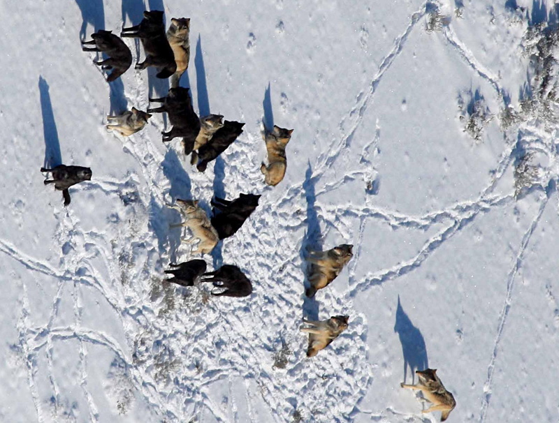 photo, wolf, park, daniel, winter, credit, pack, wolves, national, animals, wolfs, snow, nature, stahler, 1080P