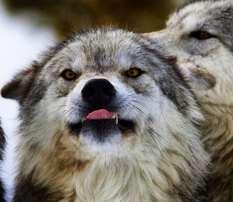 mammal, animal, canon, wolf, controversy, wolfdog, teeth  tongue, cold, wolves, conservation, east, wild, black, eos, photography, predator, wildlife, jeremy