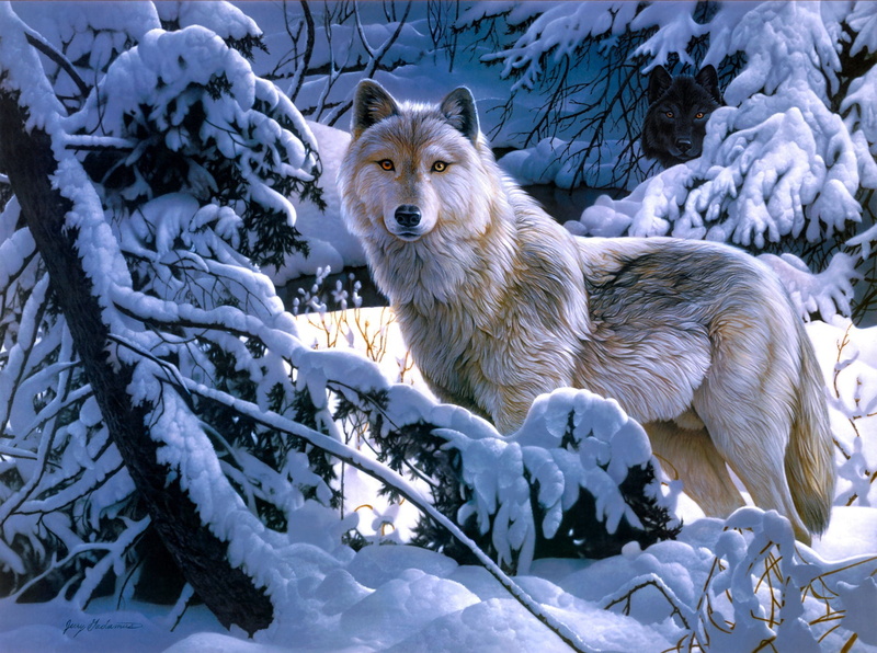 dog, animals In The Wild, cold - Temperature, one Animal, vertebrate, cold temperature, snowing, outdoors, wolf, animal, domestic animals, ice, pets, white color