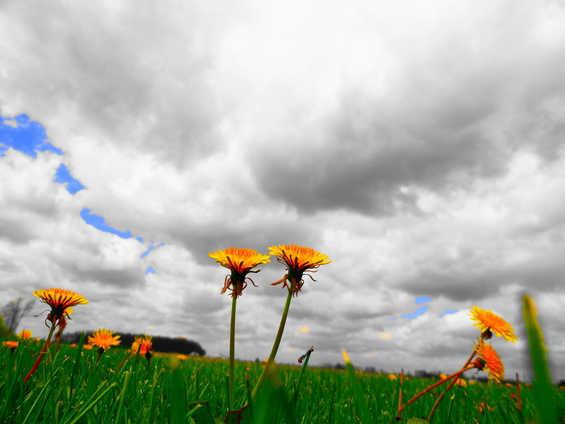 yellow, flower, meadow, nature, sky, outdoors, Field, plant, cloud - Sky, landscape, sunflower, rural Scene, 4K, grass, cloudy, sunlight, beauty In Nature