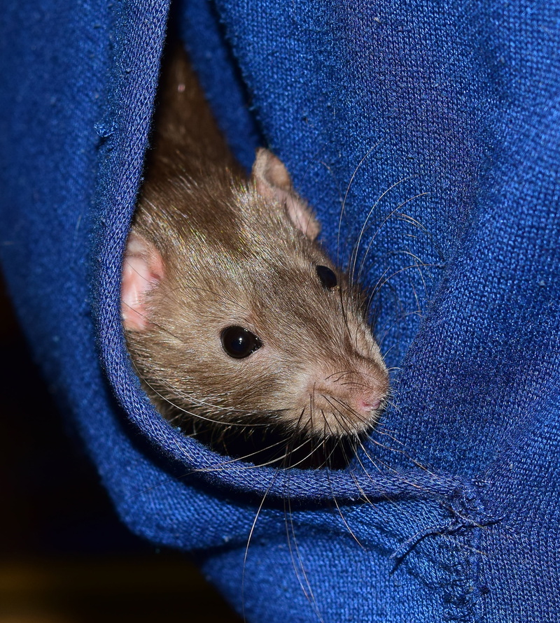 mammal, jeans, handzahm, hair, close-up, 2K, portrait, cute, fluffy, dear, one person, indoors, domestic animals, animals of lovers of, animal, domestic
