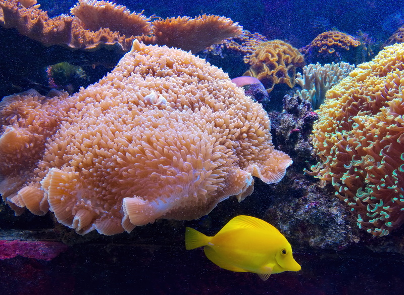 undersea, water, marine, coral, beautiful, colombia, colorful, animals in the wild, pez, nature, pescados, aquarium, medellín, fish, no people, sea, animales