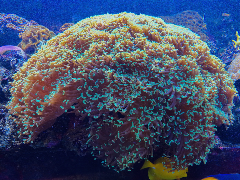 animales, colombia, invertebrate, anemone, marine, growth, peces, ecosystem, fragility, anemona, animal, aquarium, colorful, animal themes, mar, reef, ocean