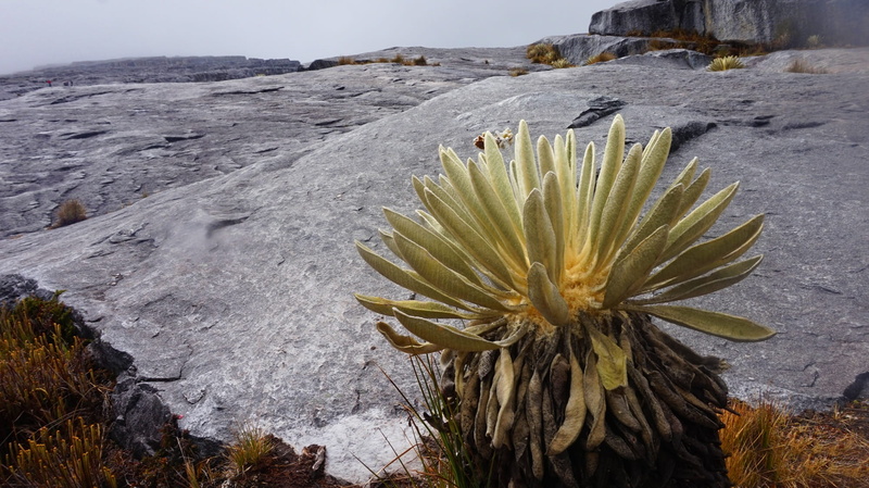 adventure, growth, south, tranquil scene, rock - object, national, pan de azucar, cordillera, natural, tourist, altitude, frailejon, andes, tranquility