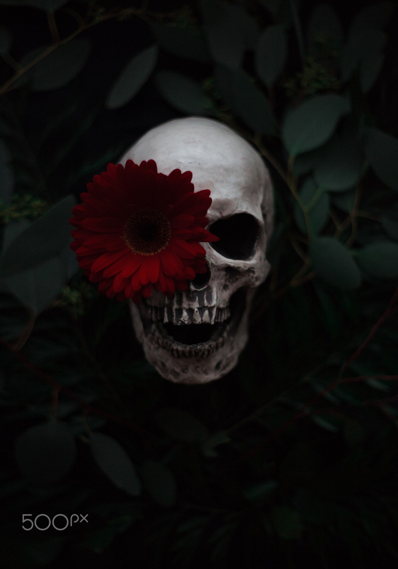 Artem Phoenix, plants, 500px, skull, 1080P, flowers
