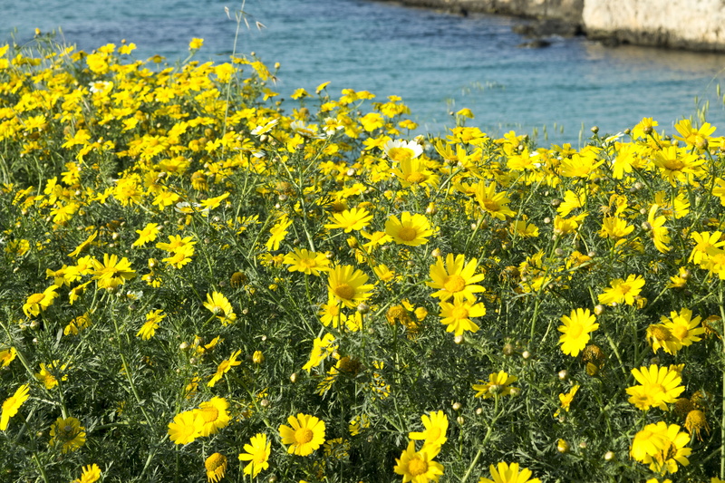 tranquility, nature, flower head, close-up, plant, day, flower, field, springtime, no people, outdoors, focus on foreground, 5K, beauty in nature, vulnerability