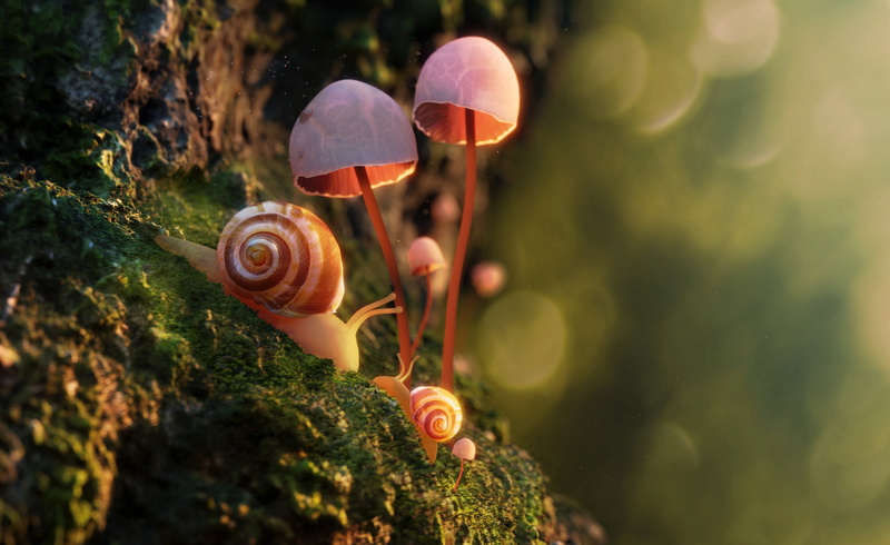 Animal, Snail, Moss, Mushroom, Macro, 2K