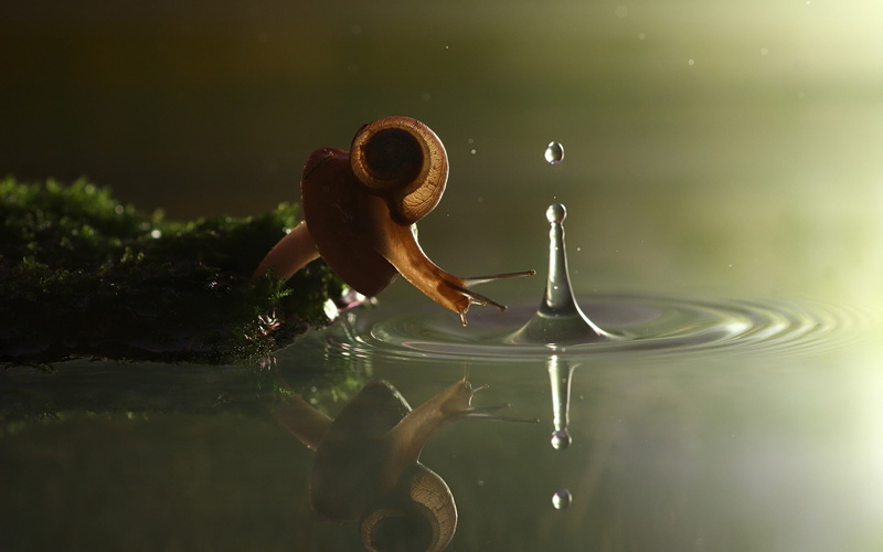 1080P, reflection, water drops, outdoors, real people, motion, shirtless, selective focus, water, snail, lake, day, splashes, swimming, lifestyles, ripples