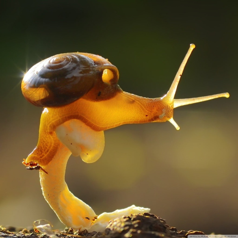 focus on foreground, snail, yellow, animals in the wild, animal wildlife, 480P, outdoors, food, plant, mollusk, close-up, gastropod, animal themes, day
