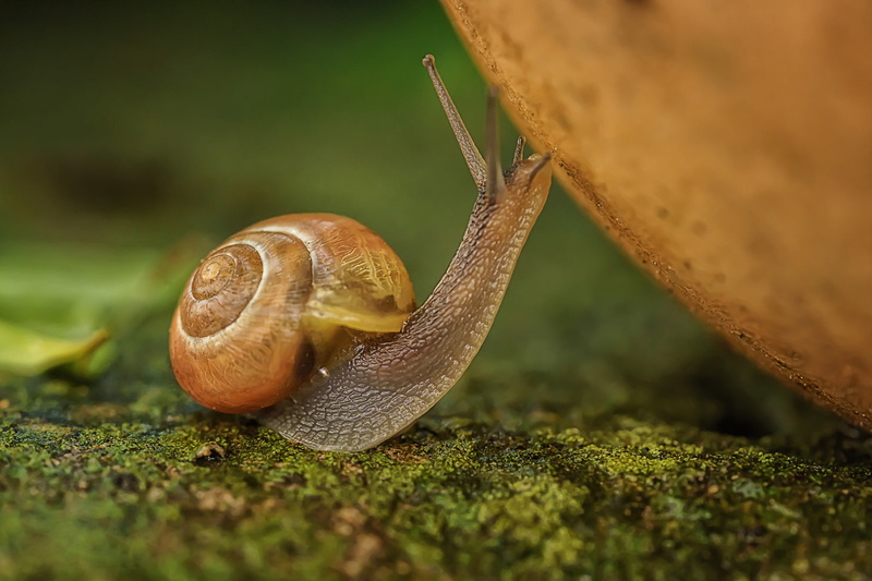 animal, shell, animal wildlife, gastropod, animal antenna, animal body part, animals, boredom, moss, surface level, no people, brown, macro, crawling, slug