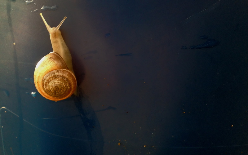 animals, snail, 1080P, gold, simple background