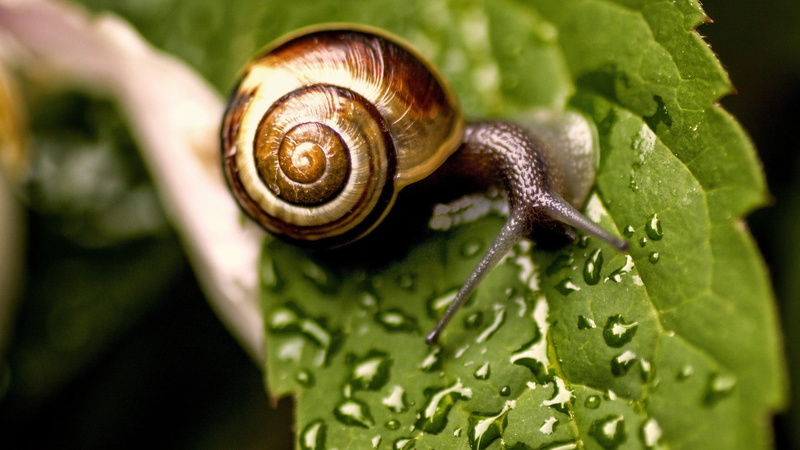 1080P, nature, animal shell, rainforest, leaf, gastropod, close-up, mollusk, day, outdoors, plant part, green color, no people, animal wildlife, animals in the wild