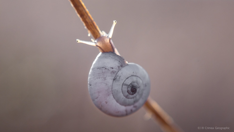 shell, snail, 2K, holiday, focus on foreground, indoors, motion, extreme close-up, white, animal, holding, close-up, nature, sport, no people, animal themes