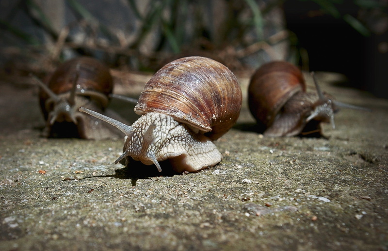 macro, close-up, animal themes, crawling, invertebrate, animal, snail, animal body part, shell, animal shell, mollusk, animals, boredom, gastropod, animal antenna