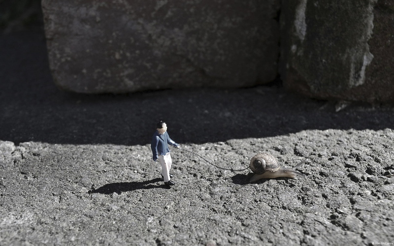snail, miniatures, landscape, animals, 1080P, nature