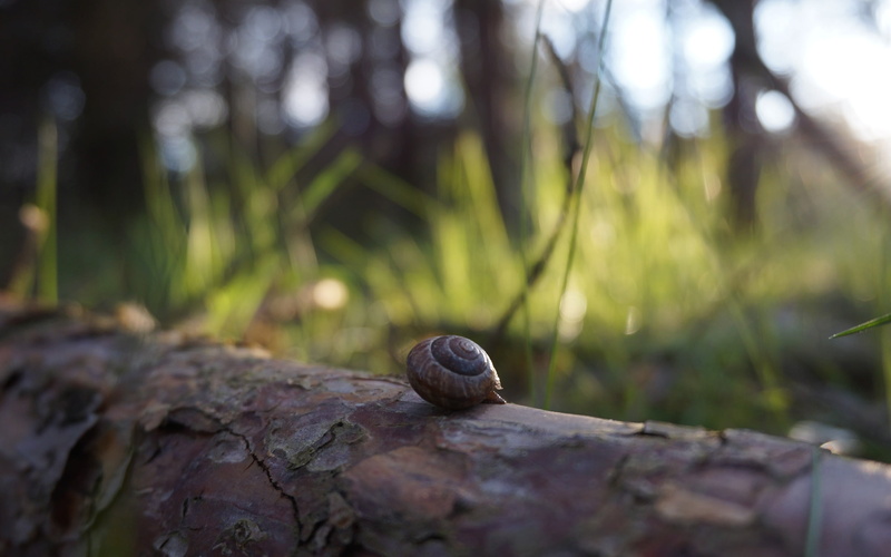 solid, animal, animals in the wild, land, outdoors, mollusk, brown, gastropod, plant, snail, day, no people, small, 2K, one animal, animal wildlife, selective focus