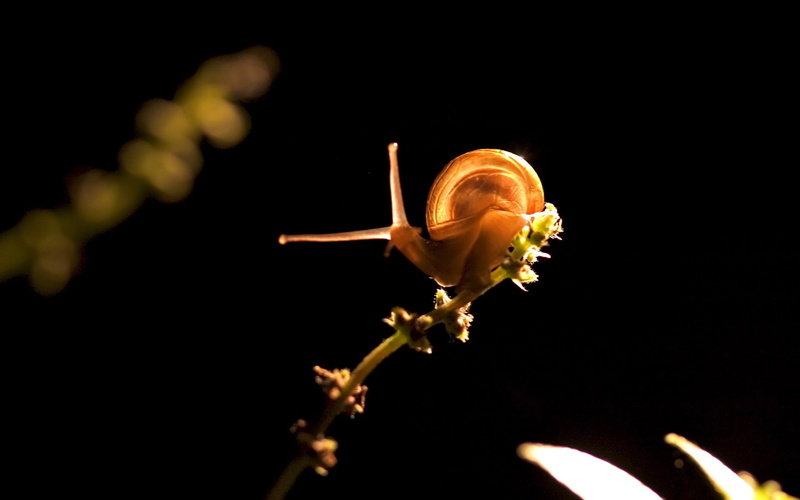 one animal, animal wildlife, black background, no people, animal, outdoors, plant, macro, animals in the wild, flower head, petal, freshness, snail, animal themes