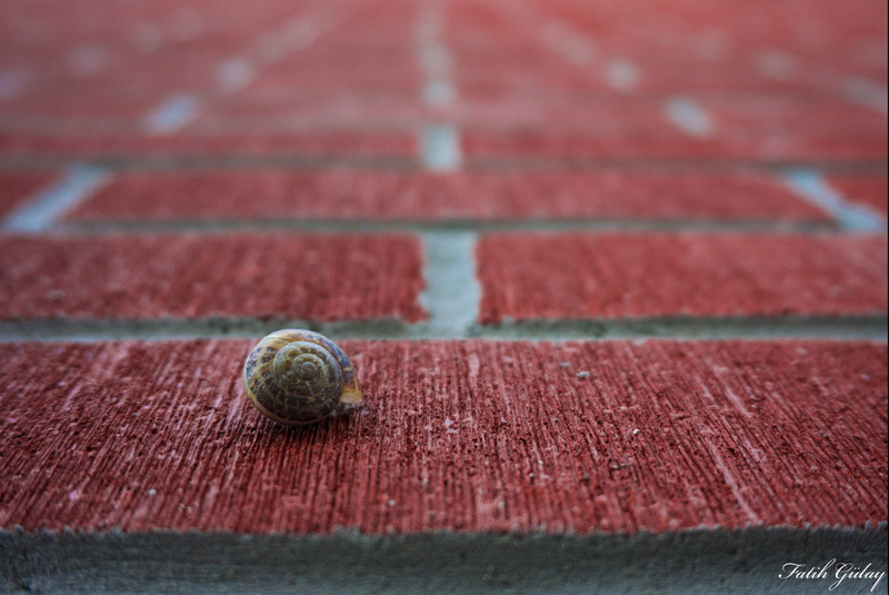 brick wall, boredom, animals in the wild, red, footpath, shell, animal, gastropod, brick, day, close-up, animal wildlife, snail, invertebrate, wall, outdoors