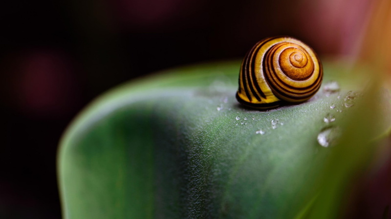 snail, macro, 1080P