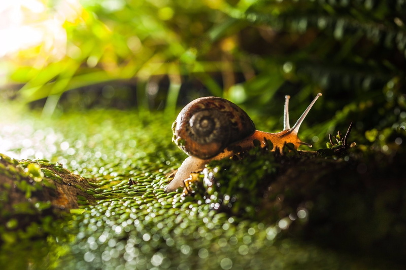 invertebrate, plant, snail, mollusk, animals in the wild, animal, one animal, day, 1080P, sunlight, gastropod, photography, green color, animal wildlife